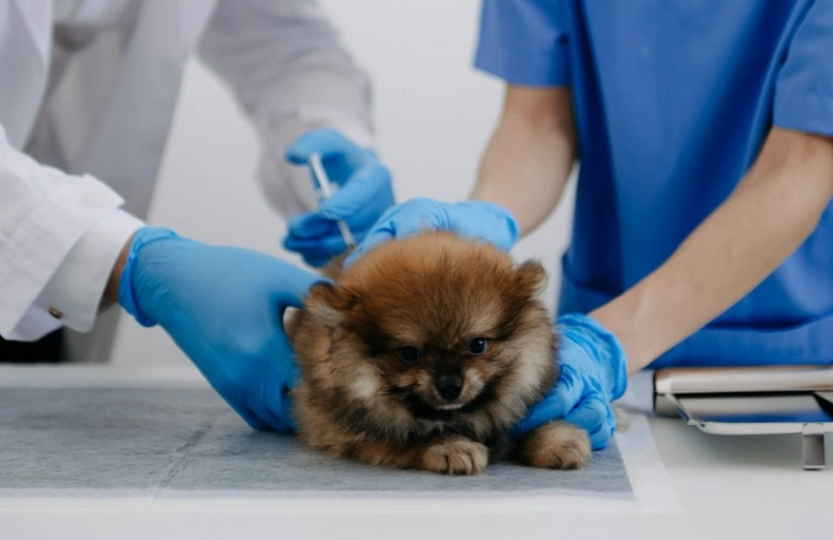 szczepienie psa